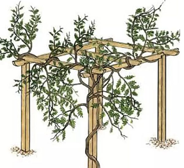 如何修剪紫藤讓其長(zhǎng)成自己想要的造型