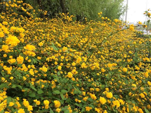 棣棠花的花語是什么？