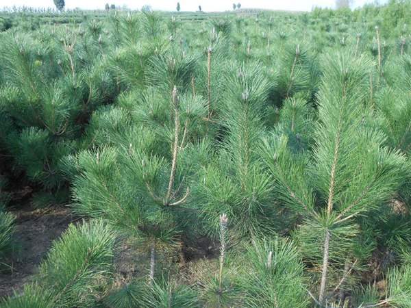 黑松種子什么時(shí)候種好,怎么種發(fā)芽率高?