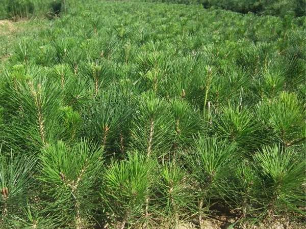 黑松種子什么時(shí)候種好,怎么種發(fā)芽率高?