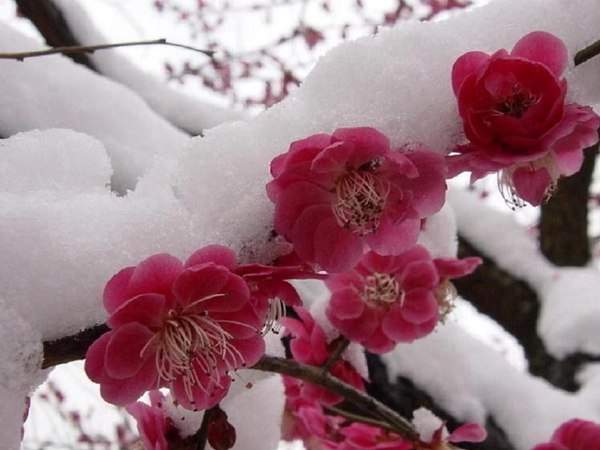 紅梅的花語(yǔ)是什么?