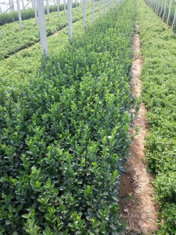 河南省大葉黃楊 河南省大葉黃楊