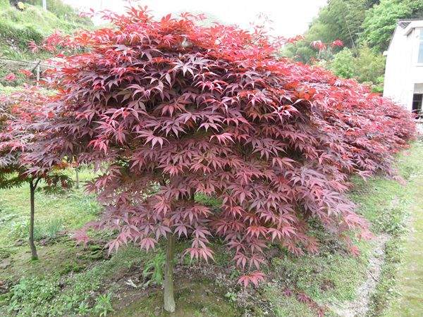 紅楓樹(shù) 紅楓樹(shù)