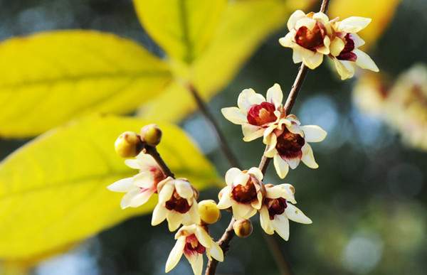 小花臘梅、狗牙梅）