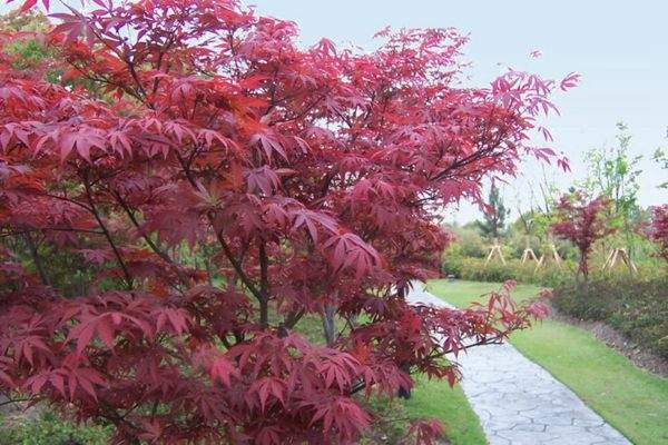 紅楓作衫，白楊為裙，美的傾國(guó)傾城！