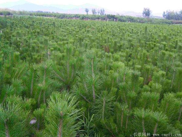 優(yōu)質(zhì)黑松樹(shù) 優(yōu)質(zhì)黑松樹(shù)