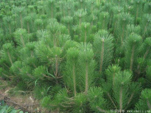 沭陽(yáng)黑松的價(jià)格 沭陽(yáng)黑松的價(jià)格