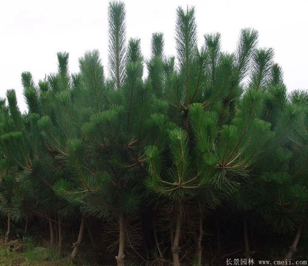 沭陽(yáng)黑松的價(jià)格 沭陽(yáng)黑松的價(jià)格