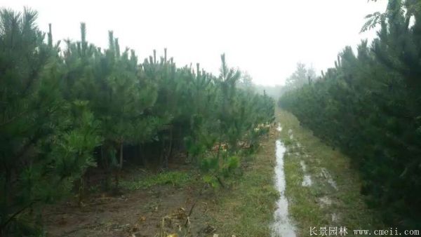 沭陽(yáng)黑松的價(jià)格 沭陽(yáng)黑松的價(jià)格