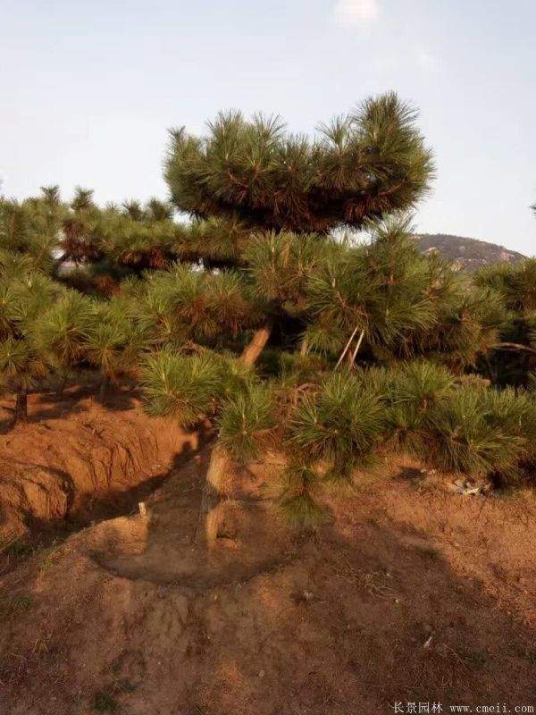 黑松基地 黑松基地