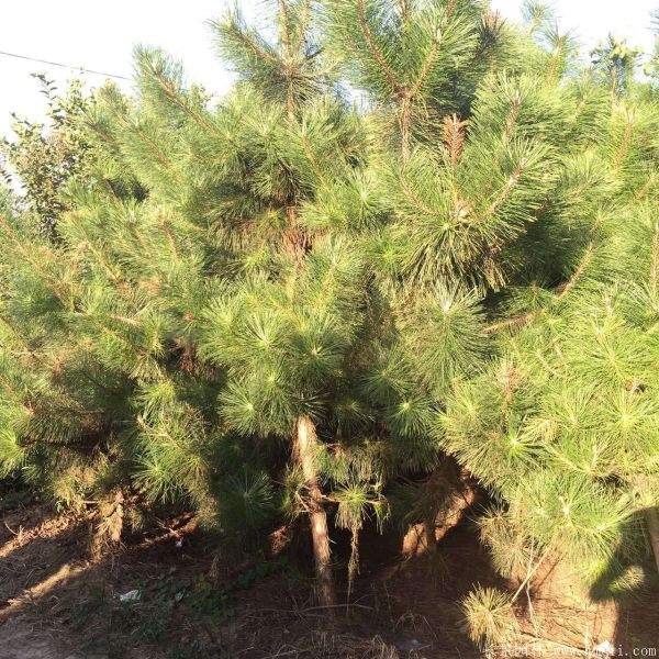 沭陽(yáng)2-8公分直徑的黑松樹(shù) 沭陽(yáng)2-8公分直徑的黑松樹(shù)