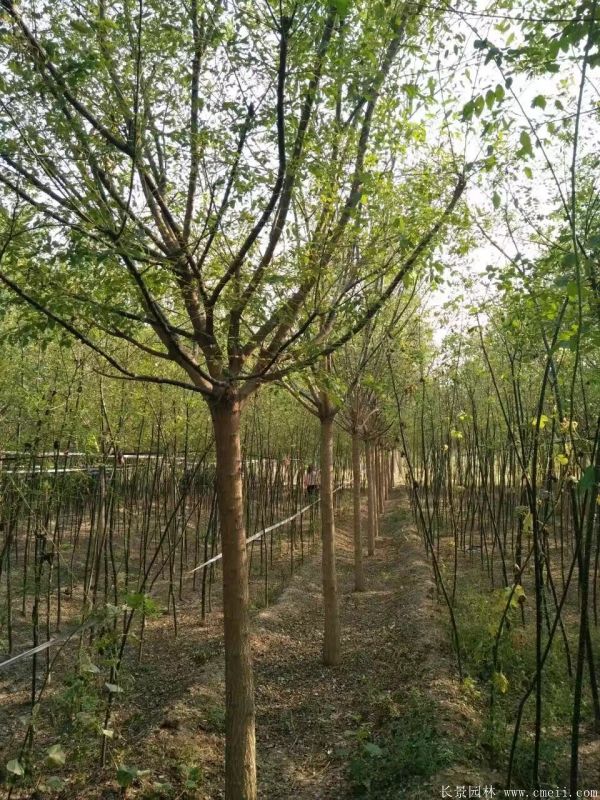 國(guó)槐圖片國(guó)槐基地實(shí)拍 國(guó)槐圖片國(guó)槐基地實(shí)拍