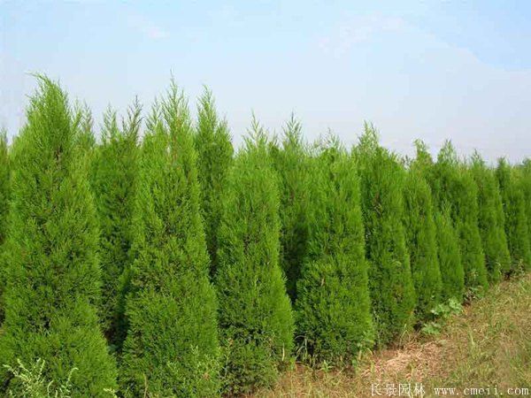 望都塔檜圖片基地實(shí)拍