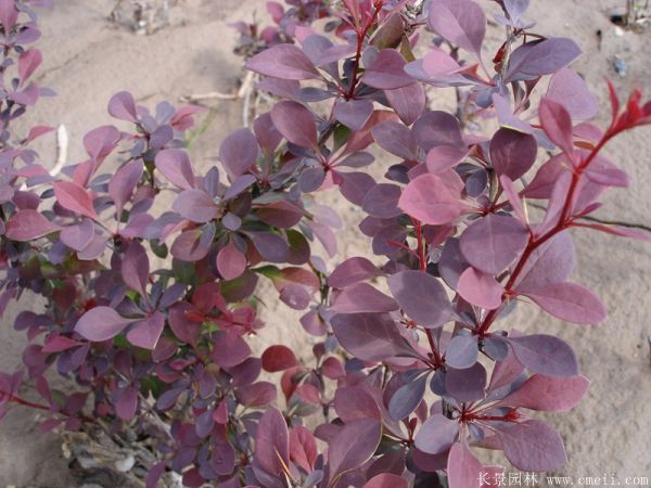紅葉小檗圖片基地實拍 紅葉小檗圖片基地實拍