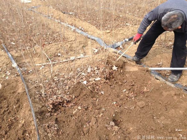 丁香圖片基地實拍 丁香圖片基地實拍