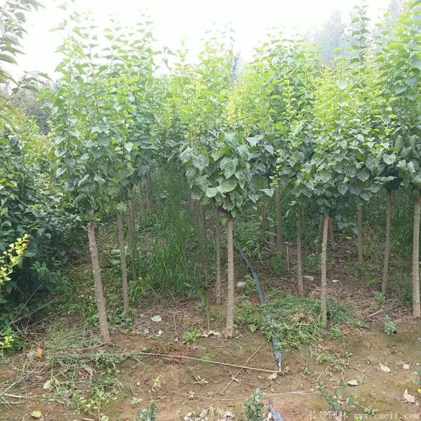 丁香圖片基地實拍 丁香圖片基地實拍