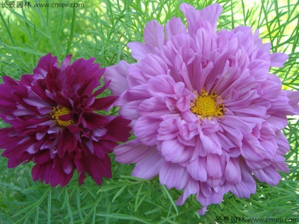 波斯菊種子發(fā)芽出苗開花圖片 波斯菊種子發(fā)芽出苗開花圖片