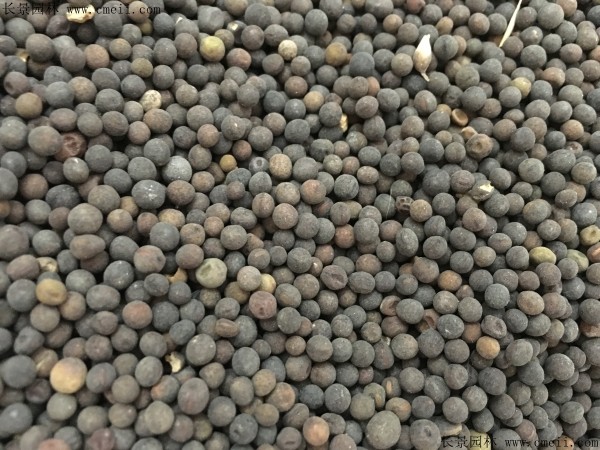 光葉紫花苕種子圖片