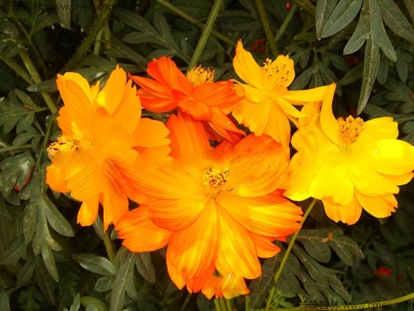 硫華菊種子發(fā)芽出苗圖片 硫華菊種子發(fā)芽出苗圖片