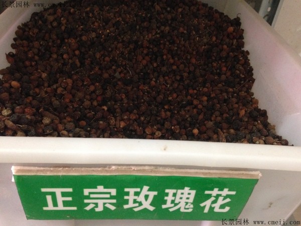 玫瑰花種子圖片 玫瑰花種子圖片