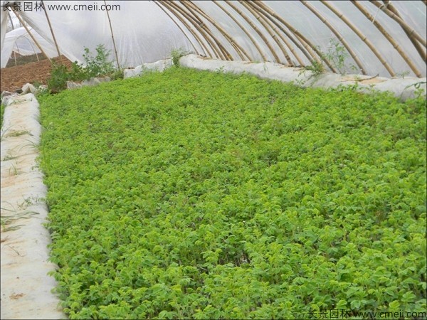 正宗玫瑰花種子發(fā)芽出苗圖片 正宗玫瑰花種子發(fā)芽出苗圖片