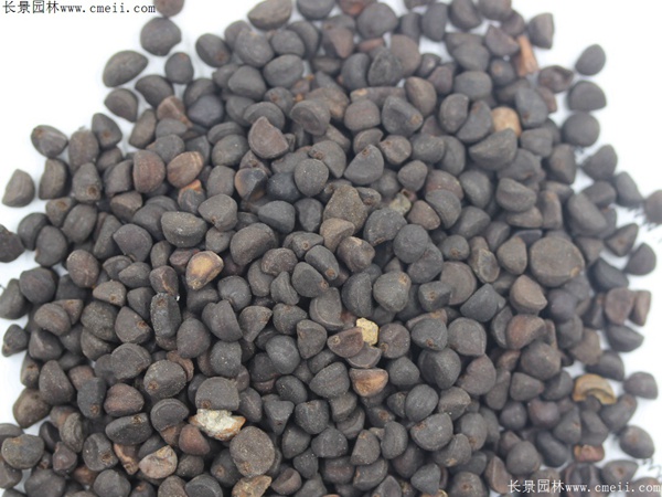 牽?；ǚN子圖片