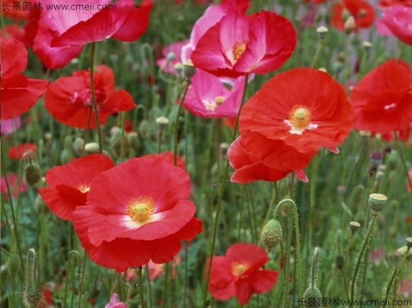 虞美人開(kāi)花圖片花海 虞美人開(kāi)花圖片花海