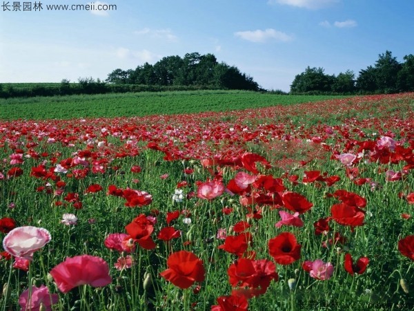 虞美人開花圖片花海 虞美人開花圖片花海