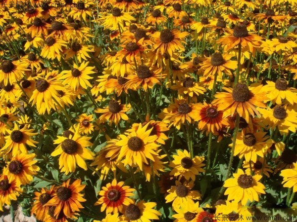 黑心菊種子發(fā)芽出苗開花圖片 黑心菊種子發(fā)芽出苗開花圖片