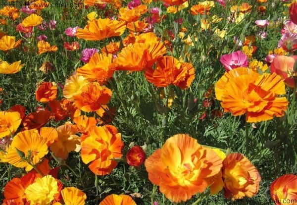 花菱草種子發(fā)芽出苗開花圖片 花菱草種子發(fā)芽出苗開花圖片