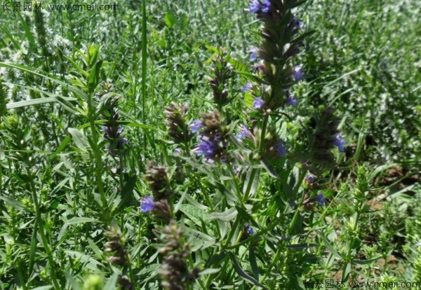 蕓香草種子發(fā)芽出苗圖片 蕓香草種子發(fā)芽出苗圖片