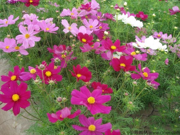 格?；ǚN子發(fā)芽出苗開(kāi)花圖片