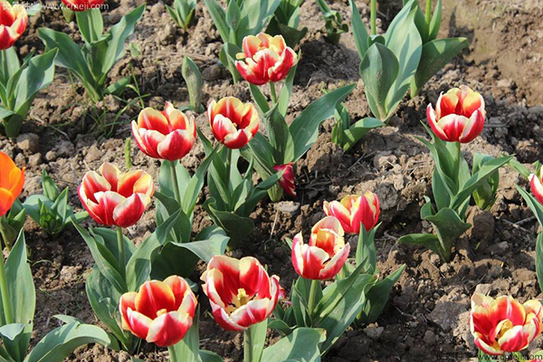 郁金香開(kāi)花圖片 郁金香開(kāi)花圖片