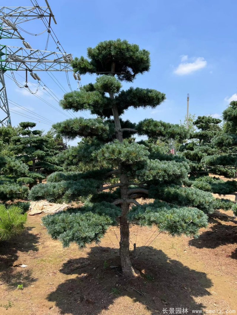 造型五針松 造型五針松