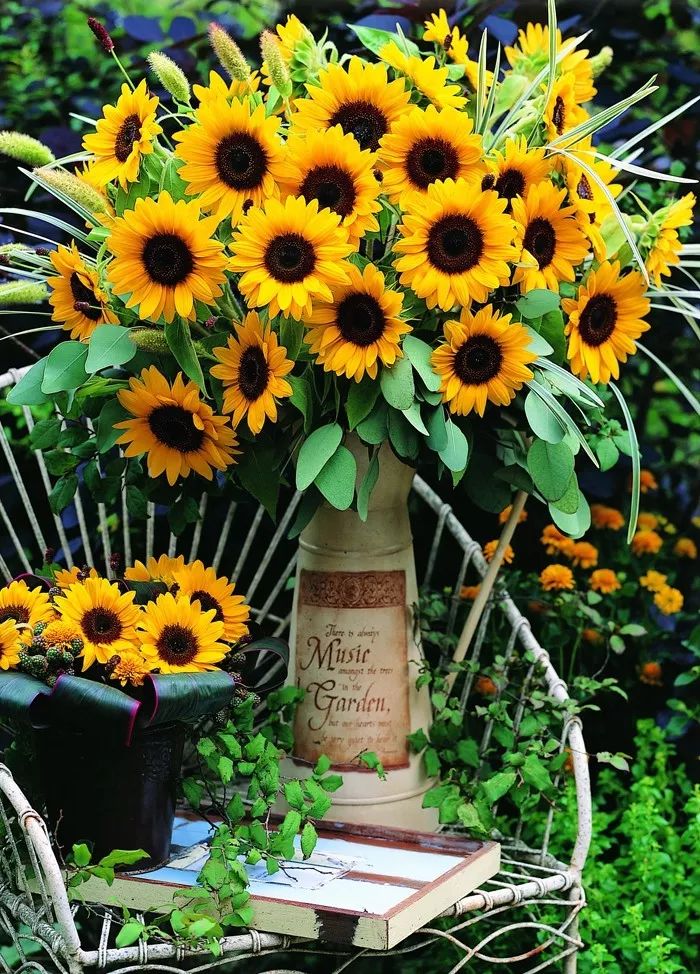 富陽(yáng)特系列向日葵 富陽(yáng)特系列向日葵